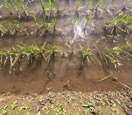 田植えの風景